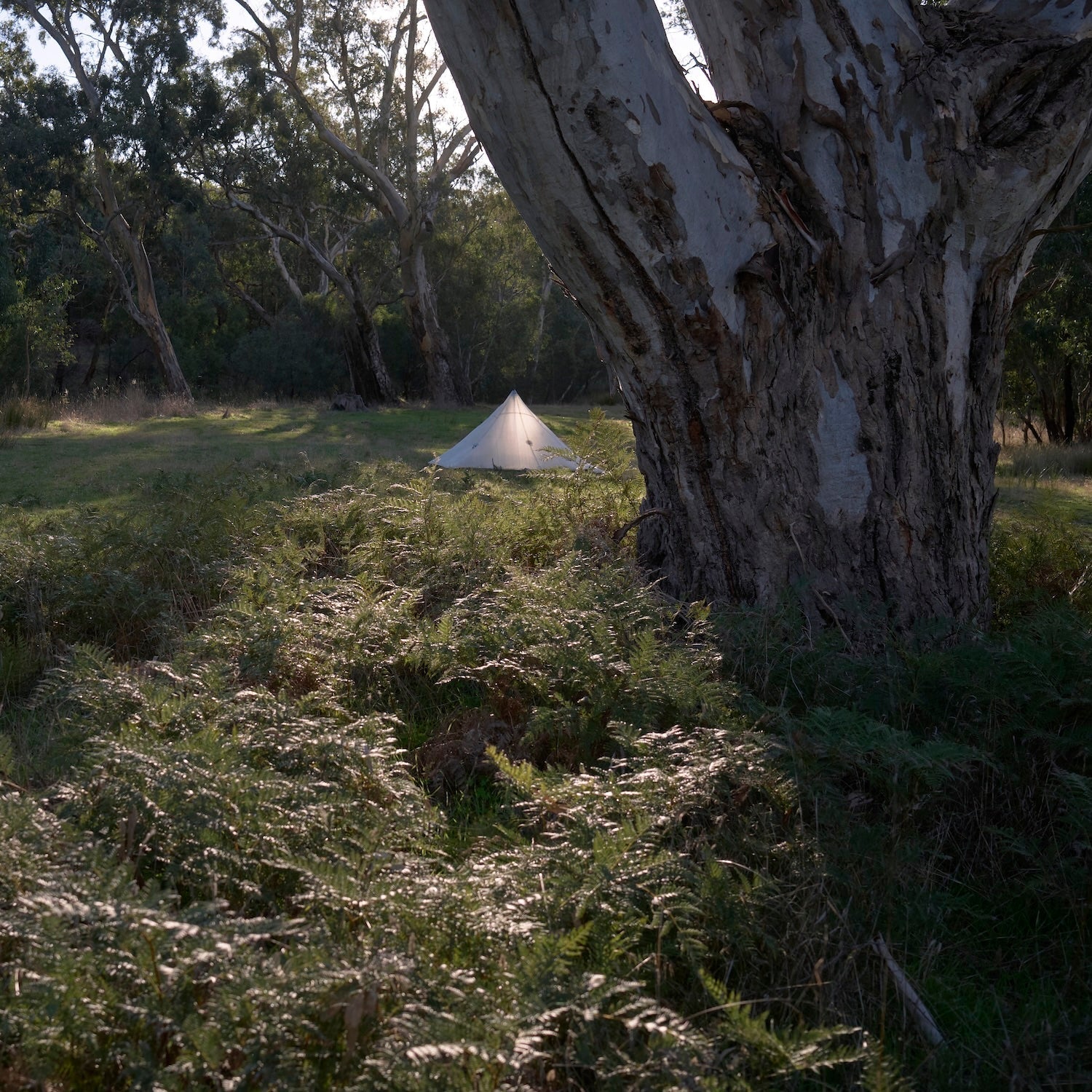 Pyramid hiking tent between big eucalyptus trees with the bright light of a sunset shining through.