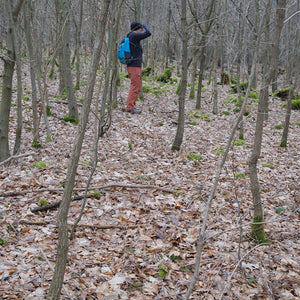 Day hiker unable to find its way through the dense forrest in Lower Saxony, Germany