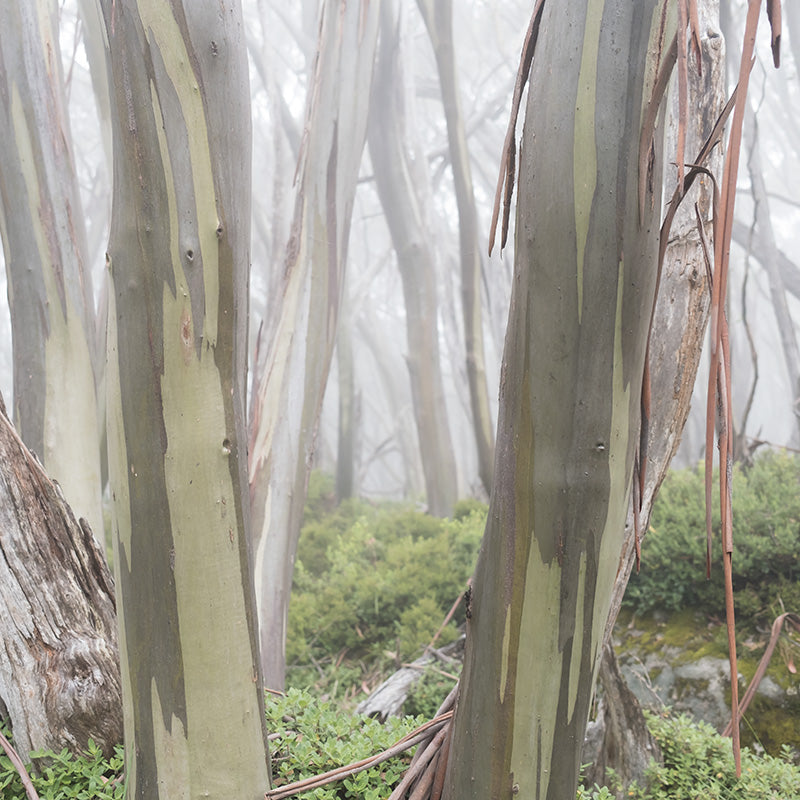 Snow gums in the fog close to Mt Baw Baw along the AAWT. Gippsland. Victoria. Australia.