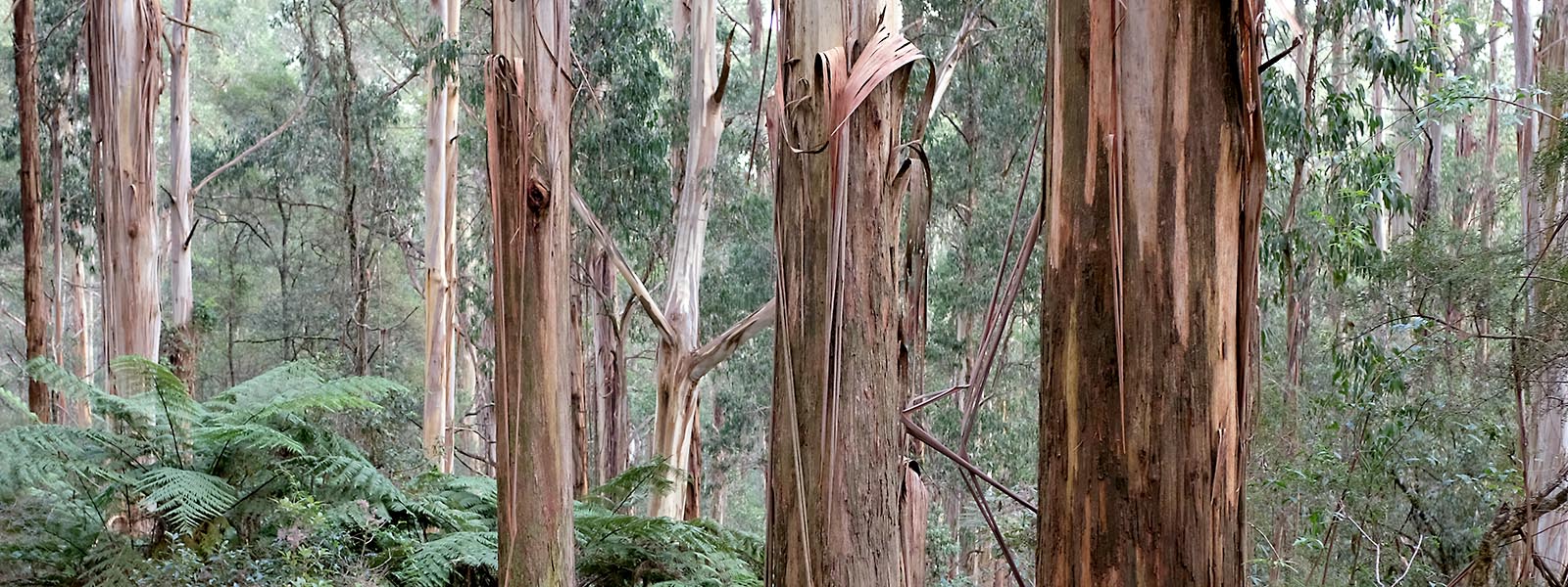Dense eucalypt forest with close-up of tree trunks, with bark hanging loosely. 