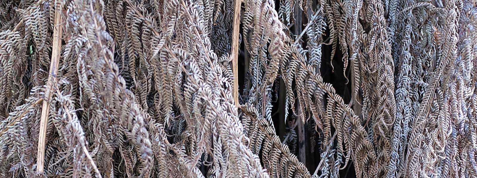 Dry grey fern leaves close up - OrangeBrown.com.au